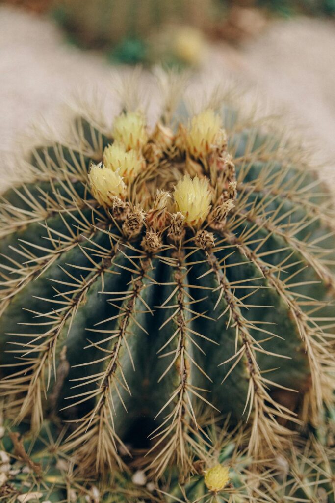 Blue Barrel Cactus

