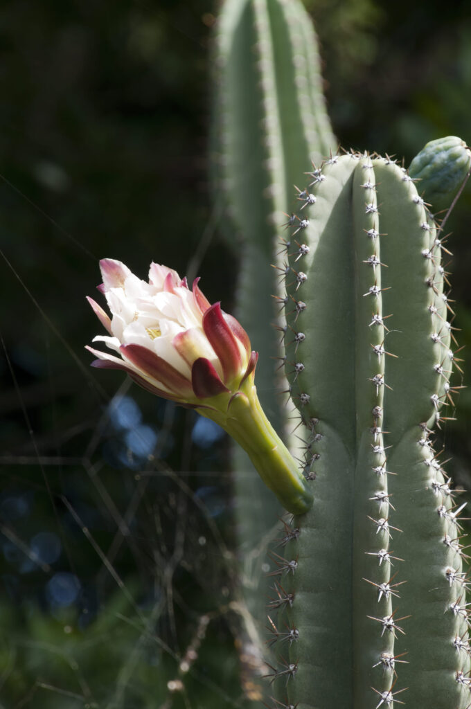 Blue Columnar cactus (Cereus Peruvianus) in bloom