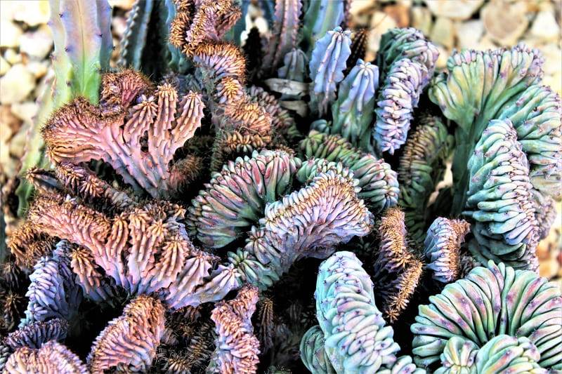 Blue Crest Cactus