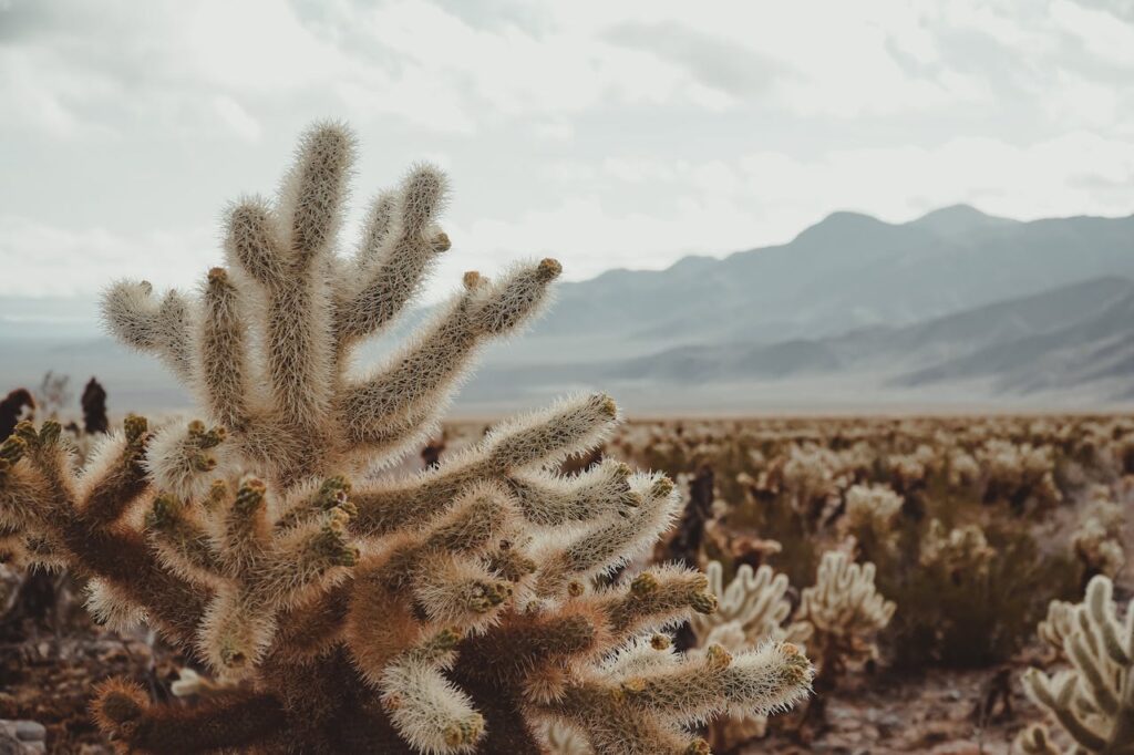 Teddy Bear Cholla Cactus